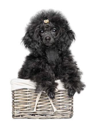 Toy Poodle puppy in wicker basket on white background. Animal themesの写真素材
