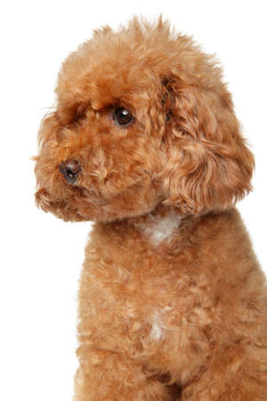 Portrait of a young red Toy Poodle puppy on a white backgroundの写真素材