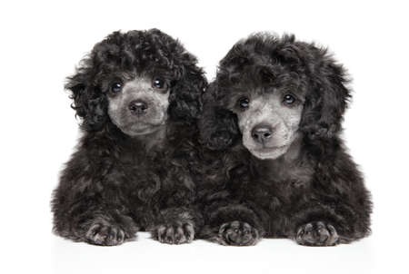 Two gray Toy Poodle puppies lying on white background, front view. Baby animal themeの写真素材