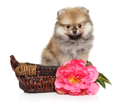 Pomeranian Spitz puppy with pink flower sits in wicker basket on white backgroundの写真素材