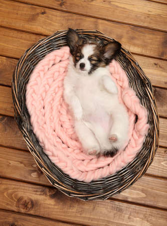 Continental toy Spaniel puppy lies on its back in a basket on wooden background. The theme of baby animalsの写真素材