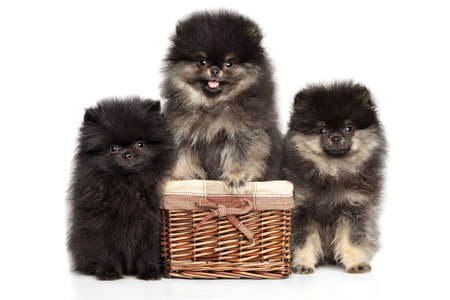 A group of adorable Pomeranian Spitz puppies pose on a white background.の写真素材