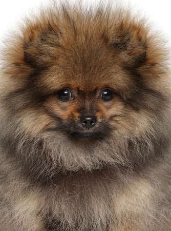 Close-up of a fluffy Pomeranian puppy. Baby animal themeの写真素材