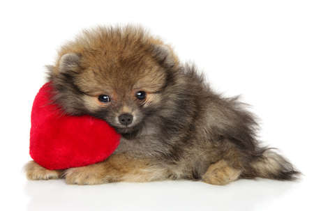 Spitz puppy lies with a red soft toy in the shape of a heart, on white backgroundの写真素材