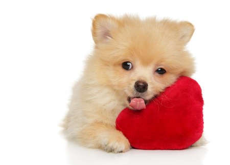 Close-up of a cute Pomeranian Spitz puppy with a red soft toy in the shape of a heart, on white backgroundの写真素材