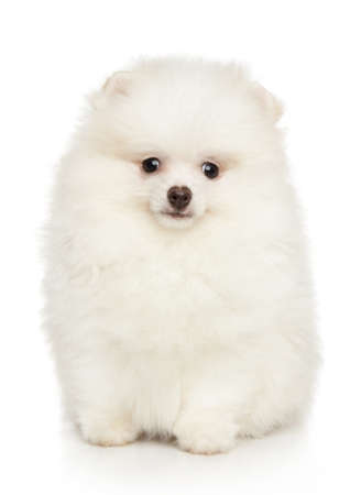Close-up portrait of a cute white Pomeranian puppy, front viewの写真素材