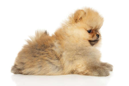 Pomeranian puppy lies on a white background. Side viewの写真素材