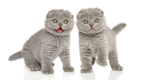 Two Scottish fold kittens on a white background. Baby animal themeの写真素材