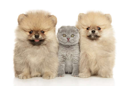 Kitten and Pomeranian puppies sits together on a white backgroundの写真素材