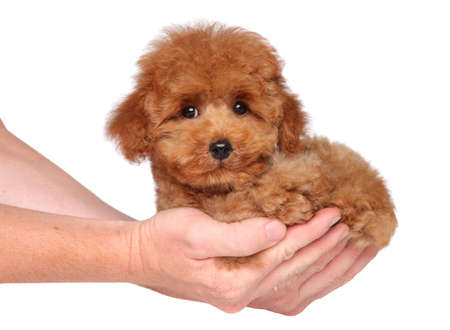 toy micro poodle