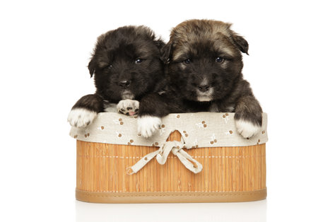 Caucasian shepherd puppies in basket on white backgroundの写真素材