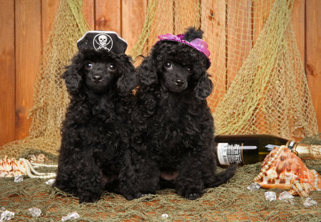 Black toy poodle puppies, wearing a pirate hat on a wooden background with fishing nets and seashellの写真素材