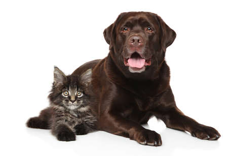 Cat and dog together on white background. Chocolate-colored Labrador puppy and Maine Coon kitten