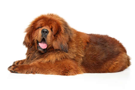 Tibetan Mastiff lazily rests on a white backgroundの写真素材