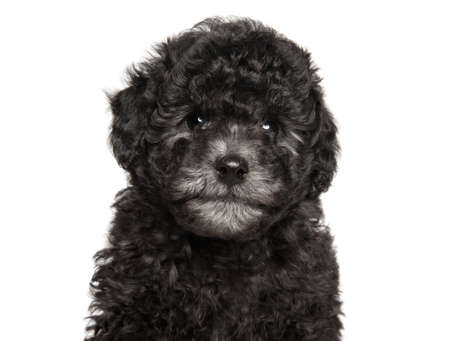 Poodle puppy looking at the camera on a white background