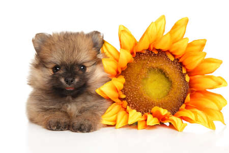 Pomeranian Spitz puppy lies with a huge sunflower on a white backgroundの写真素材
