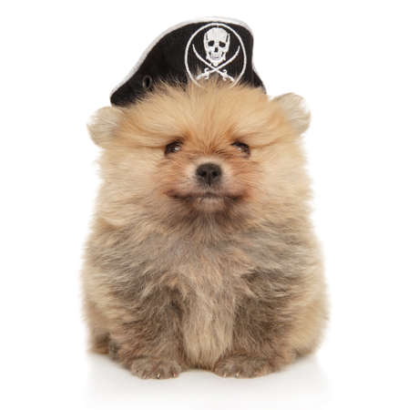 Pomeranian Spitz puppy in a pirate s hat on a white backgroundの写真素材