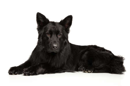 Black German Shepherd dog lies on white backgroundの写真素材