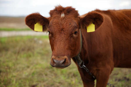 Close-up of a brown cow in a pasture