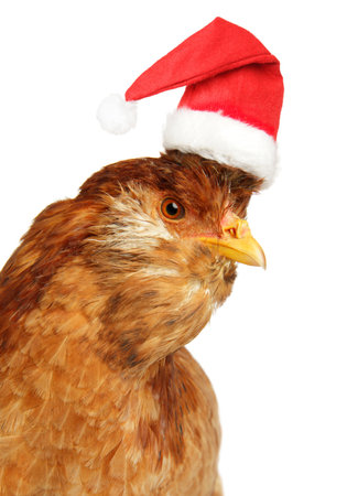 Close-up portrait of a chicken in a red Santa Claus hat, isolated on a white backgroundの写真素材