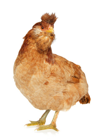 Portrait of a brown chicken isolated on a white backgroundの写真素材