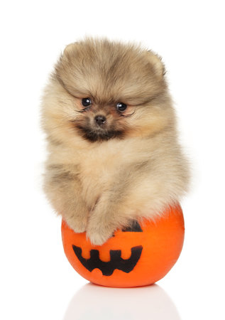 Tiny Pomeranian puppy sits in a Halloween pumpkinの写真素材