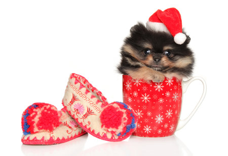 Pomeranian Spitz puppy in a red Christmas hat sits in a mug on a white backgroundの写真素材
