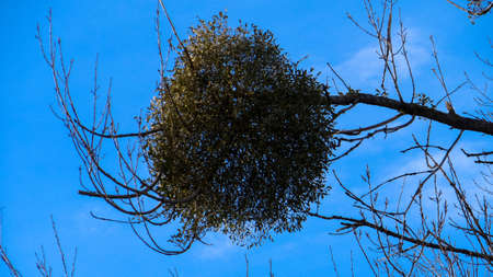 mistletoe on the brunch の写真素材