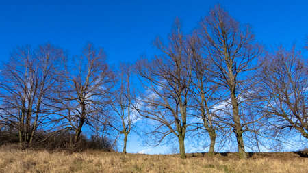 landscape of a forest with the treeの写真素材