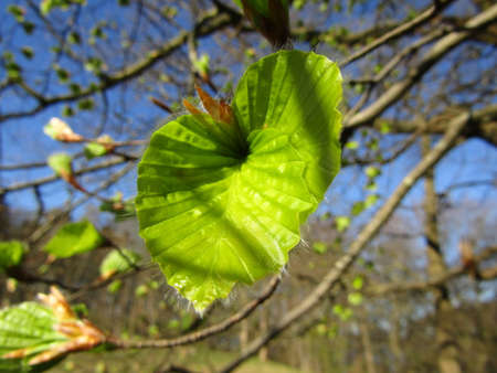 Nice close up view of free nature in the early spring. Good weather
