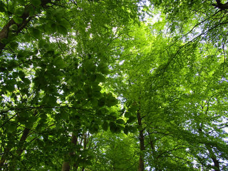 Walk in the forest just in time to see new fresh green beech. The woods doesn't get any greener than thisの写真素材