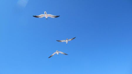 Gulls in flightの写真素材