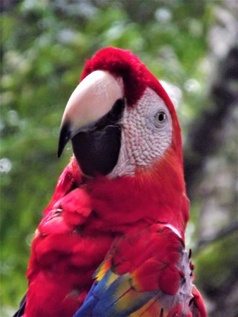 Red parrot