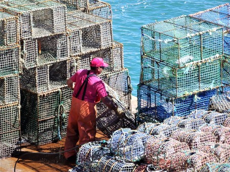Worker cleaning seafood trapsの写真素材