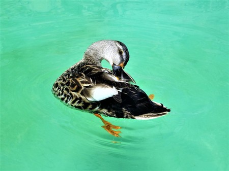 Duck female (Anas Platyrhynchos)の写真素材