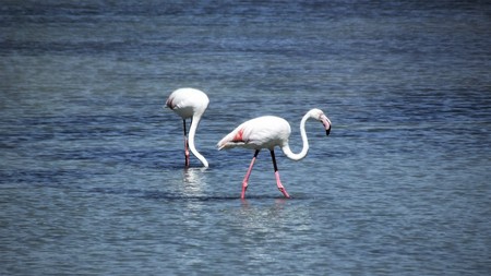 Flamingos (Phoenicopterus Roseus)の写真素材