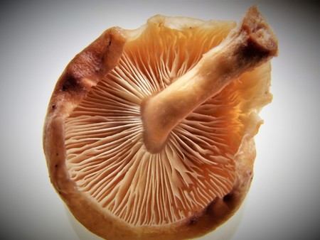 Fragrant fungus: Shiitake (Lentinula Edodes). View of the bottom.