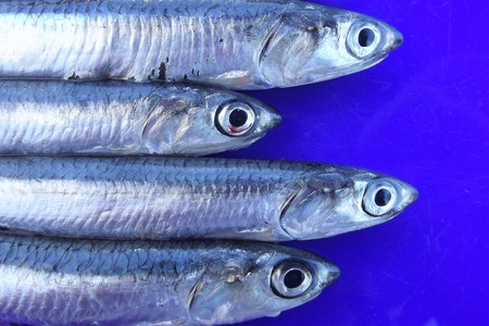 Anchovies (Engraulis Encrasicolus) on blue backgroundの写真素材