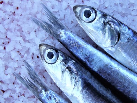 Anchovies (Engraulis Encrasicolus) on salt layerの写真素材