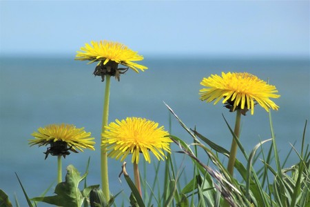 Several dandelion flowers (Taraxacum officinale) in the foregroundの写真素材