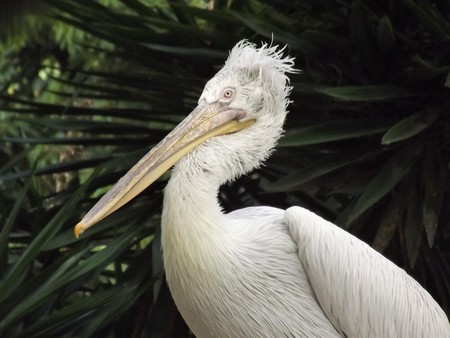 Dalmatian pelican with dark background (Pelecanos crispus)の写真素材