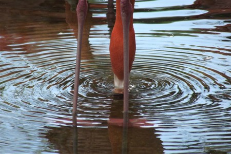 Flamingo feeding on the waterの写真素材