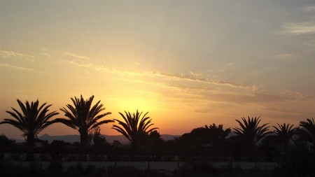 Sunset in a palm grove. Alicante. Spainの写真素材