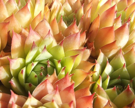 Top view of succulent plant (Aeonium decorum) with autumnal colorsの写真素材