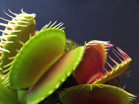 Detail of the lobes of a carnivorous plant (Dionaea muscipula)の写真素材