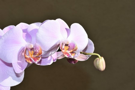 Orchid flower branch (Orchidaceae phalaenopsis)の写真素材