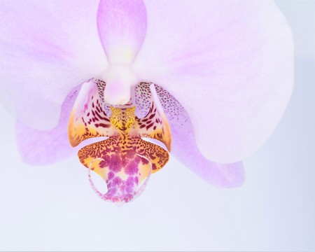 Detail of a pink orchid flower (Orchidaceae phalaenopsis)の写真素材