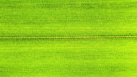 Macro photo of a tender bamboo leaf (Bambusa vulgaris)の写真素材