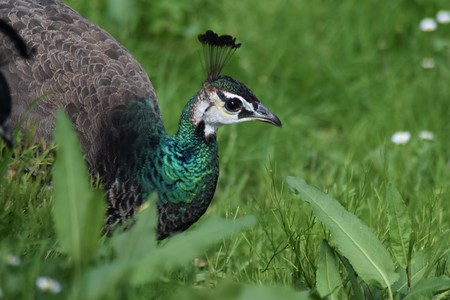 Peacock female among the grass (Pavo cristatus)の写真素材
