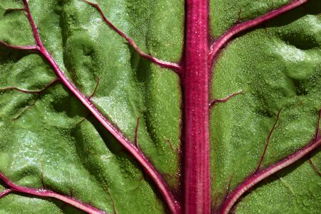 Detail of a rainbow chard leaf with the morning dewの写真素材